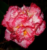 Margaret Davis Camellia, Camellia japonica 'Margaret Davis'